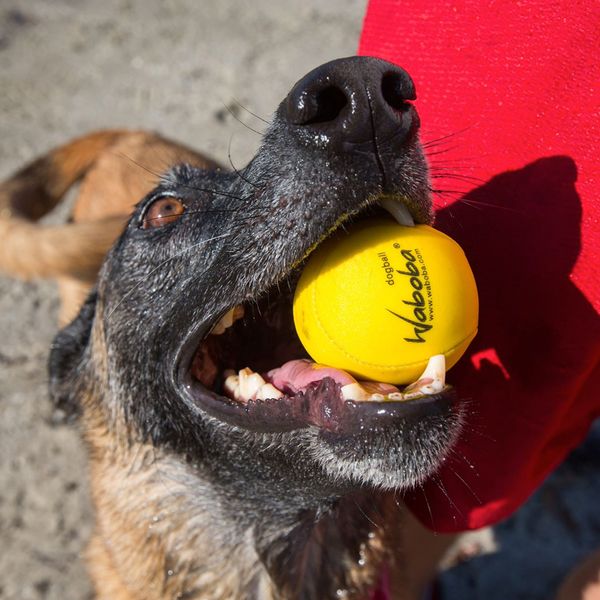 М'яч для гри із собакою "Waboba Fetch" WADOGB фото